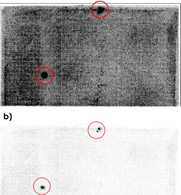 Fig. 4.2: Filtro di ibridazione. Il filtro b) è lo stesso filtro a) a cui è stato sottratto il background