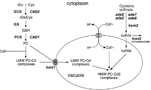 Fig. 1.3.   PC biosynthetic pathway (Cobbett, 2000). 