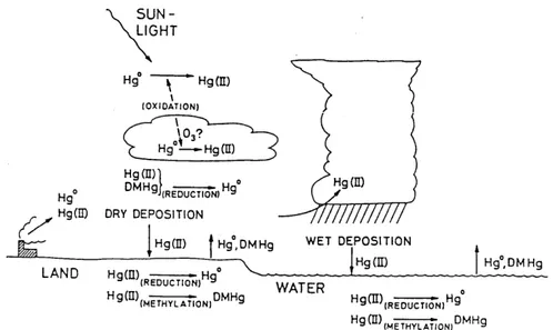 Fig. 1.1.  Transports  and transformations in the biogeochemical cycle of mercury (Lindqvist,  1994)