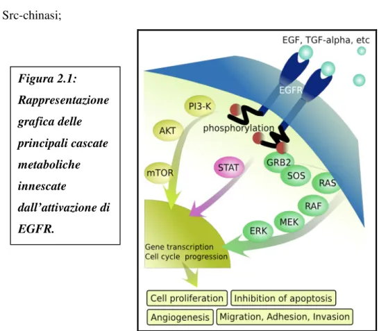 Figura 2.1:  Rappresentazione  grafica delle  principali cascate  metaboliche  innescate  dall’attivazione di  EGFR