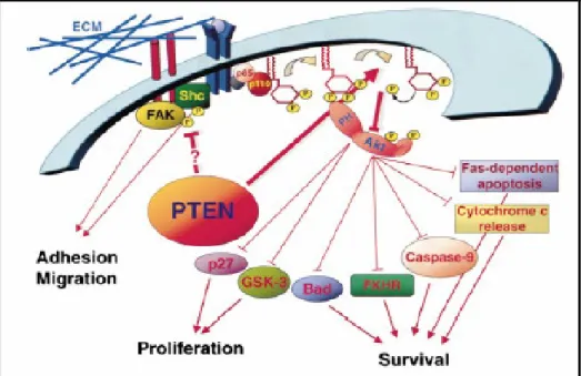 Figura 2.7 Ruolo di PTEN nel controllo della proliferazione e morte cellulare 