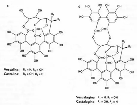 Figura 2.9 Struttura degli ellagitanni 