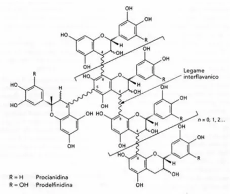 Figura 2.12  Struttura delle procianidine condensate 