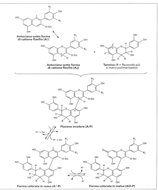 Figura 2.13 Condensazione diretta degli antociani e dei tannini di tipo A-T