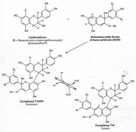Figura 2.14 Condensazione diretta tra i tannini e gli antociani di tipo T-A 