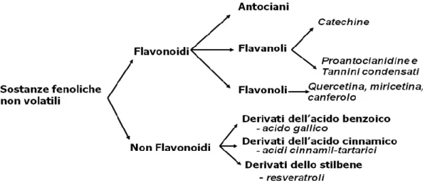 Figura 2.2  Classificazione schematica dei componenti fenolici 