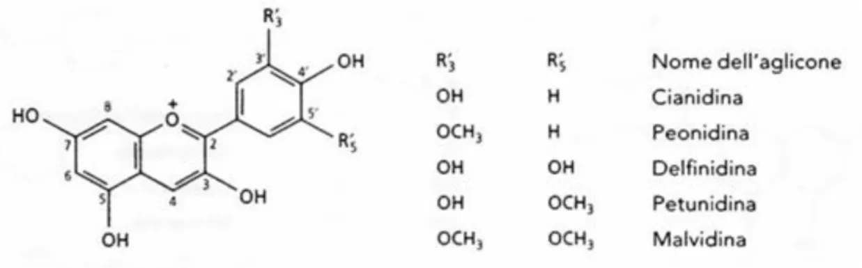 Figura 2.6 Strutture delle antocianidine delle uve e dei vini 