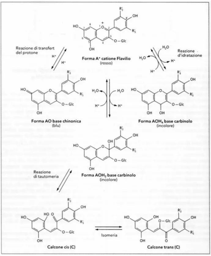 Figura 2.7 Le diverse forme degli antociani 