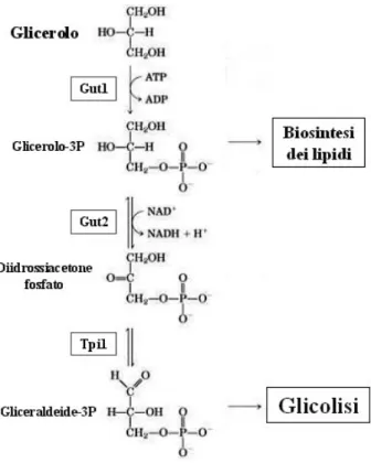 Figura 7. Metabolismo del glicerolo (Nucci, 2006) 