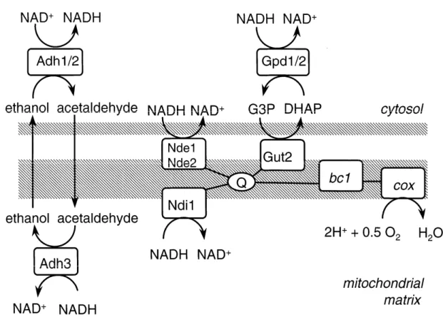Figura 8. Correlazione tra attività respiratoria, trasferimento di potenziale ossidoriduttivo tra  citosol e mitocondrio e trasporto degli elettroni (Bakker et al