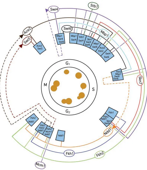 Figura 9. Il ciclo cellulare di lievito e i network genici che lo regolano (Lee et al