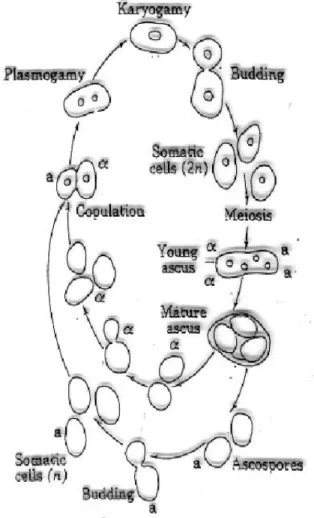 Figura 2: ciclo vitale di S. cerevisiae (Dikinson et al. 2004) 