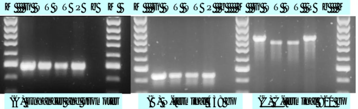 Fig 17: Prodotto delle amplificazioni PCR con di tre diverse regioni del gene  ADH1. (A) enhancer/promotore, (B) N-term, (C) C-term