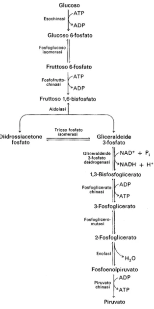 Figura 3. Il processo glicolitico (Taddei) 