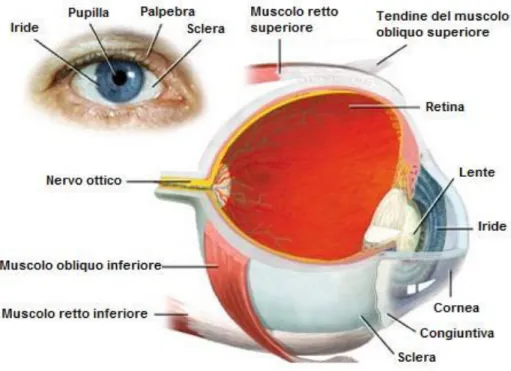 Fig. I Rappresentazione schematica dell'occhio umano.  