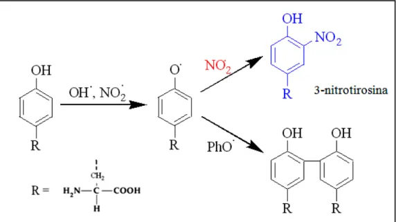 Fig. 32 –  Nitrazione della tirosina per azione dei radicali prodotti dal perossinitrito