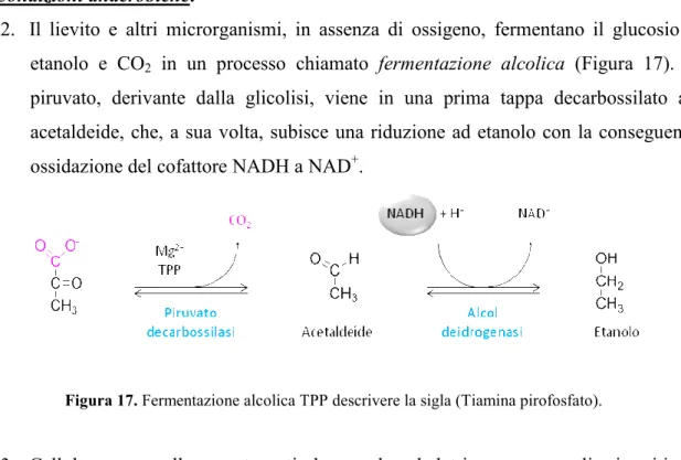 Figura 17. Fermentazione alcolica TPP descrivere la sigla (Tiamina pirofosfato). 