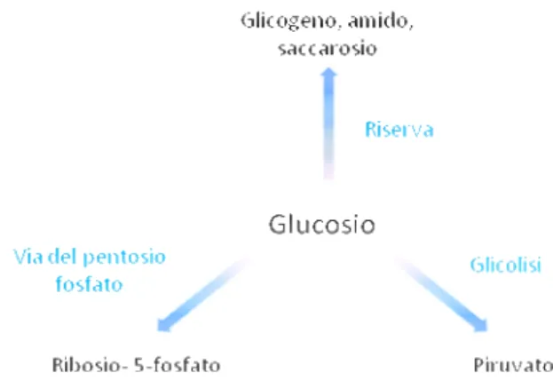Figura 2. Le principali vie di utilizzazione del glucosio. 