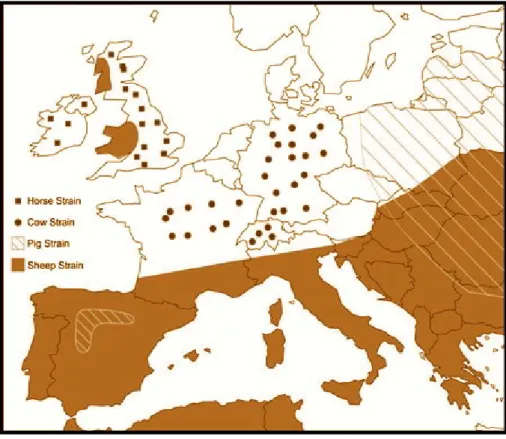 Fig. 5 - Distribuzione dei principali ceppi di Echinococcus granulosus ( da ESCAAP)