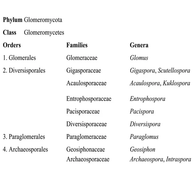 Fig  1.2.  Recente  classificazione  dei  funghi  micorrizici  arbuscolari  (Sieverding  e  Oehl, 2006)