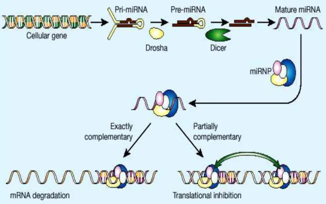 Figure 1: microRNA biogenesis (Novina and Sharp, 2004) 