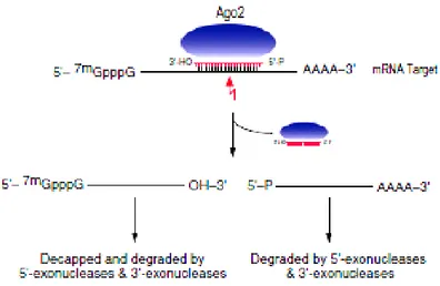 Figure 2: target RNA cleavage by Ago2-containing miRNP (Liu et al, 2007). 