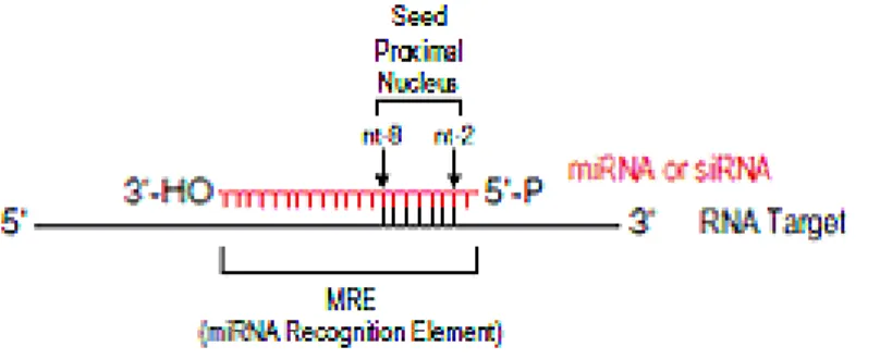 Figure 3: Principles of miRNA binding to target RNA (Liu et al, 2007) 