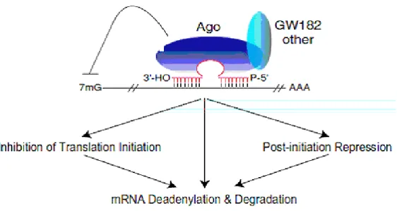 Figure 4: Mechanism of repression of targeted mRNA by miRNPs (Liu et al, 2007) 