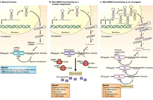 Figure 5: MicroRNA functioning as tumour soppressor (Liu et al, 2007)