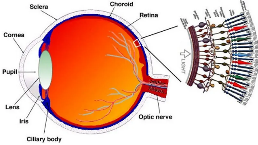 Figura 1.  Sezione trasversale dell'occhio umano con uno schema della retina 