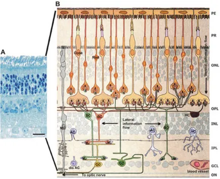 Figura 2 . Assetto strutturale della retina. (A), Colorazione con blu di metilene della sezione semi-sottile  di retina di cavia che mostra la disposizione strutturale dei neuroni e degli strati plessiformi