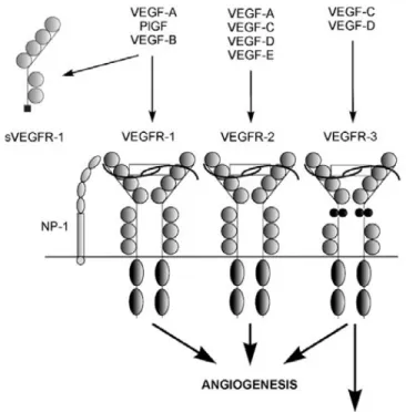 Figura 4.   La famiglia del VEGF e i suoi recettori.