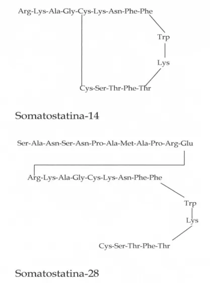 Figura 5.  Sequenza amminoacidica della SST-14 e della SST-28 