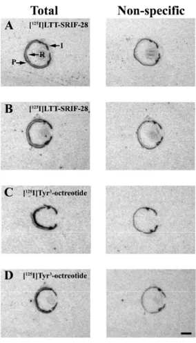 Figura  8.  Fotomicrografie  rappresentative  del  segnale  autoradiografico  dei  siti  di  legame  marcati  con  [ 125 I]LTT-SRIF-28 (A-B) e [ 125 I]Tyr 3 -octreotide (C-D) in sezioni coronali di occhi di topi di controllo (A, 