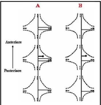 Fig. 6: Schema delle ramificazioni neuritiche delle 