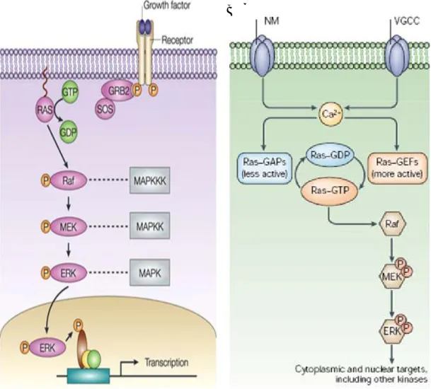 Fig 3: A) The ERK/MAPK cascade is known for its crucial role in mediating the  transduction of signals from receptor tyrosine kinases (RTKs)
