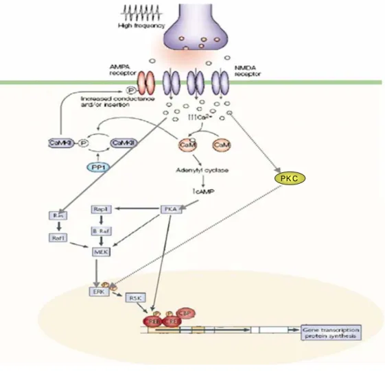 Fig. 4: In a post synaptic spine ERK signaling can be activated by increasing  intracellular calcium via cAMP, PKA, PKC pathways