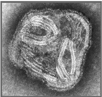 Figura 6-Paramyxovirus (Fonte:pathmicro.med.sc.edu) 