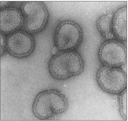 Figura 8-Influenzavirus (Fonte:  www.esrf.eu ) 
