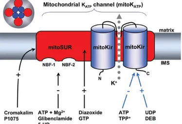 Figure 2.2 Model of the interactions of regulatory ligands with mito-K ATP  structure
