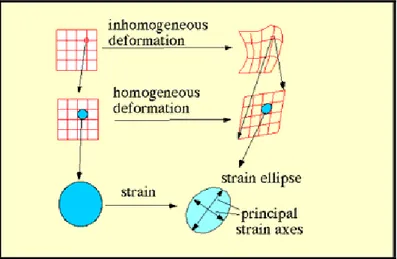 Figura 1: Illustrazione dei concetti di deformazione omogenea e disomogenea. Per la deformazione  omogenea le linee rette e parallele rimangono tali, ed i cerchi diventano ellissi