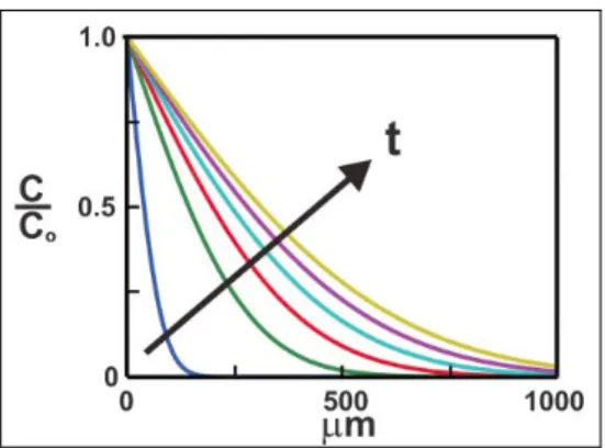 Figure 1. 4 Error-function solution of the concentration profiles generated at 5 min  intervals for a biomolecule diffusing away from a constant concentration source  using an assumed diffusivity of D = 6.4 x 10 -7  cm 2 s -1  [3]