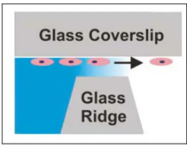 Figure 1. 2 A cross section schematic of the device shows cells on the inverted  coverslip migrating in response to the gradient established between the coverslip  and the glass ridge [3]