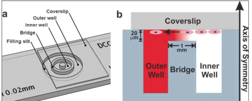 Figure 1. 3 Dunn Chamber. (a) Structure of the device; (b) a gradient is formed in  the 20 mm gap between the cell-seeded inverted coverslip and the glass bridge
