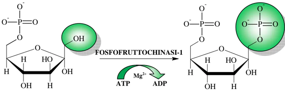 Figura 6. Fosforilazione del fruttosio 6-fosfato 