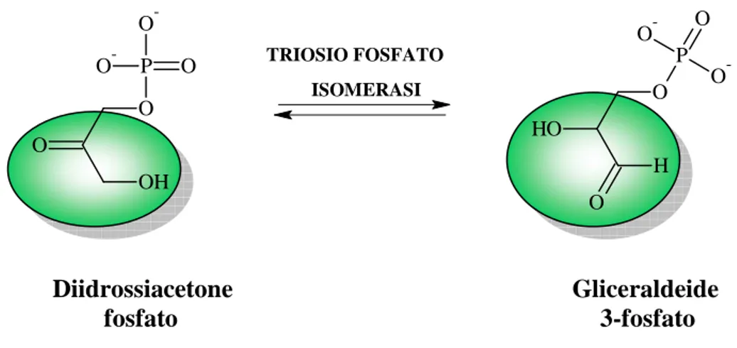 Figura 8. Interconversione del triosio fosfato 
