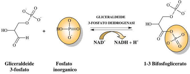 Figura 9. Ossidazione della gliceraldeide 3-fosfato 