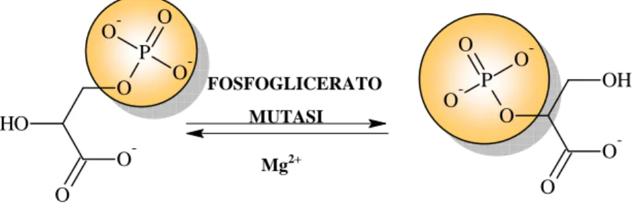 Figura 11. Conversione del 3-fosfoglicerato 