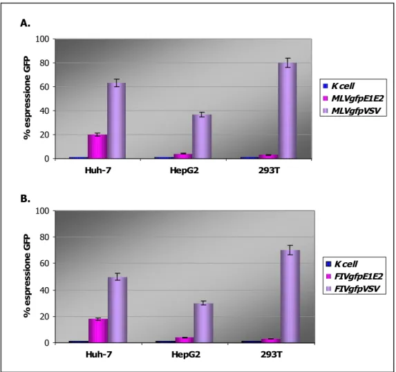 FIG. 4.3:  Percentuali di trasduzione delle cellule Huh-7, HepG2 e 293T con gli  pseudotipi del sistema MLV (A) e del sistema FIV (B).