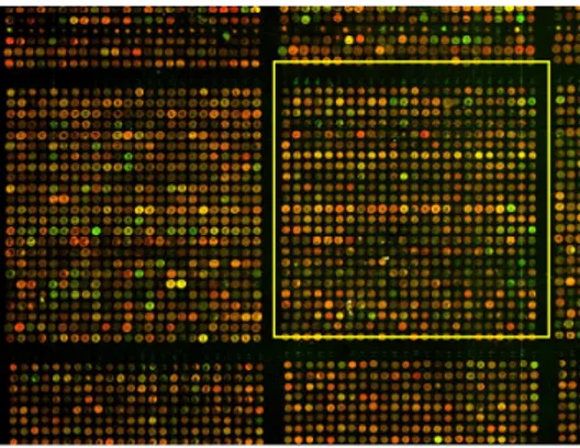 Figura 4.3: Sotto-griglia dell’array sulla quale calcolare il “background”. 